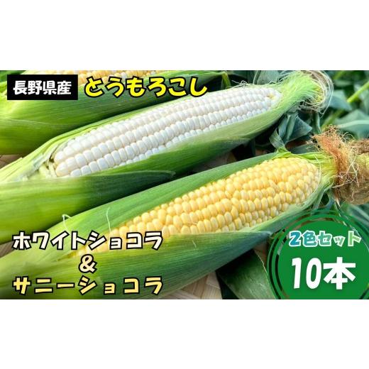 ふるさと納税 とうもろこし 長野県 飯田市 とうもろこし 2色 セット 10本 入り ホワイトショコラ サニーショコラ | 農家直送 トウモロコシ 甘い 野菜 ジューシ…