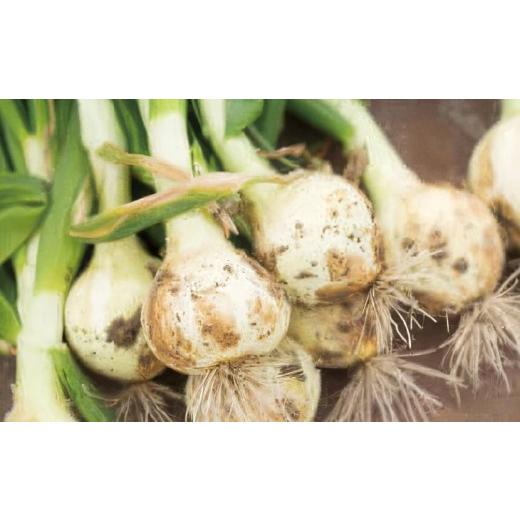 ふるさと納税 野菜類 玉ねぎ 兵庫県 南あわじ市 てっちゃんの淡路島新たまねぎ５kg／メディアに引っ張りだこの農家さんが育てたあまーい「たまねぎ」の画像