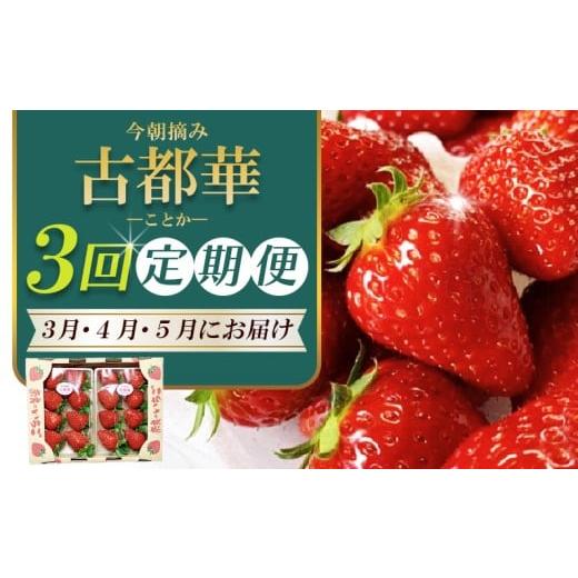 ふるさと納税 いちご 奈良県 葛城市 いちご3月から計3回定期便 古都華 約300g×2パック×3回 今朝摘みの丸笑いちご園 / フルーツ いちご 苺 イチゴ 果…