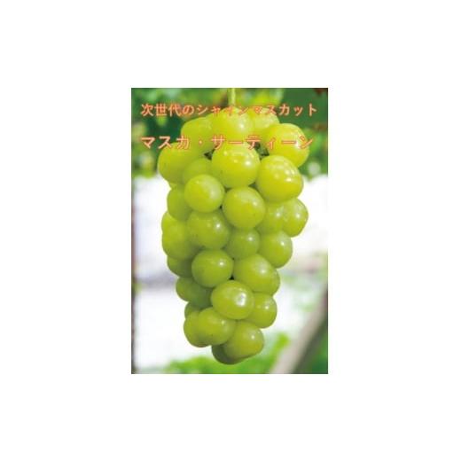 ふるさと納税 ぶどう 山梨県 山梨市 2026年先行受付 10月中旬より発送「牧丘天空マスカ・サーティーン」約1kg(2〜3房) 1582590