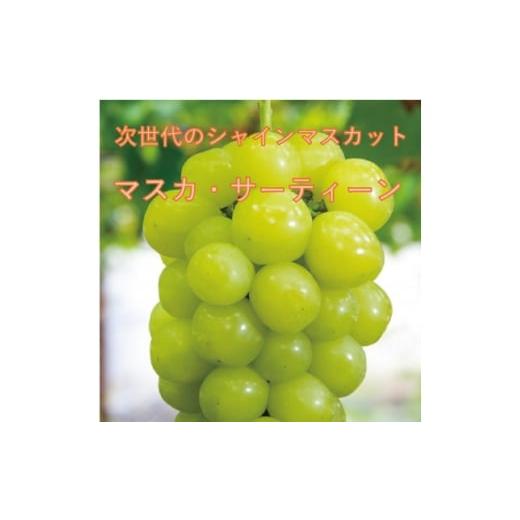 ふるさと納税 ぶどう 山梨県 山梨市 2026年先行受付 10月下旬より発送「牧丘天空の丘マスカ・サーティーン」約1kg(2〜3房) 1582592