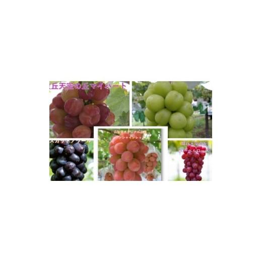 ふるさと納税 ぶどう 巨峰 山梨県 山梨市 2026年先行受付 超希少 牧丘天空の丘ブランド「シャインマスカットファミリーバラエティーセット」 1708288