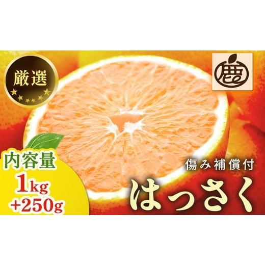 ふるさと納税 みかん・柑橘類 和歌山県 美浜町 厳選 はっさく1kg+250g(傷み補償分)
