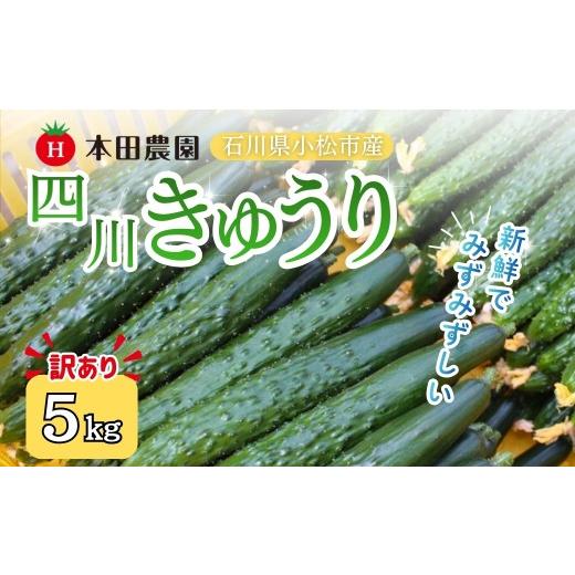 ふるさと納税 野菜類 石川県 小松市 先行予約 四川きゅうり 5kg (訳アリ) 野菜 ギフト | 石川県 小松市 本田農園