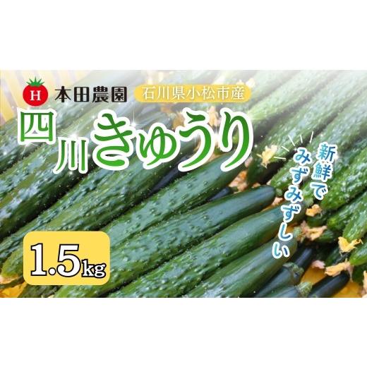 ふるさと納税 野菜類 石川県 小松市 先行予約 四川きゅうり 1.5kg 本田農園 野菜 ギフト | 石川県 小松市 本田農園