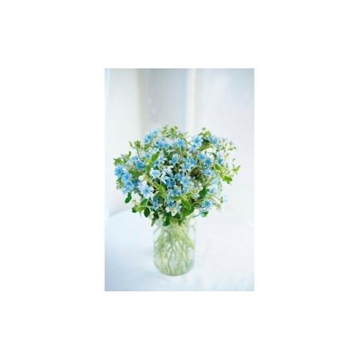 ふるさと納税 花・苗木 花束 高知県 高知市 定期便 ブルースター花束初回花瓶付き 3ヶ月定期便 / ブルースター お花 フラワー 青い花 高知県産 定期便 希少…