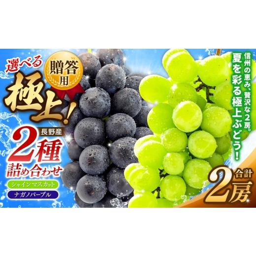 ふるさと納税 ぶどう 長野県 松本市 先行受付 贈答用 信州産 葡萄 詰み合わせ 2房 シャインマスカット、ナガノパープル | フルーツ ふるーつ 果物 甘い シャ…