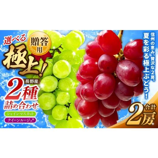 ふるさと納税 ぶどう 長野県 松本市 先行受付 贈答用 信州産 葡萄 詰み合わせ 2房 シャインマスカット、クイーンルージュ? | フルーツ ふるーつ 果物 甘い …
