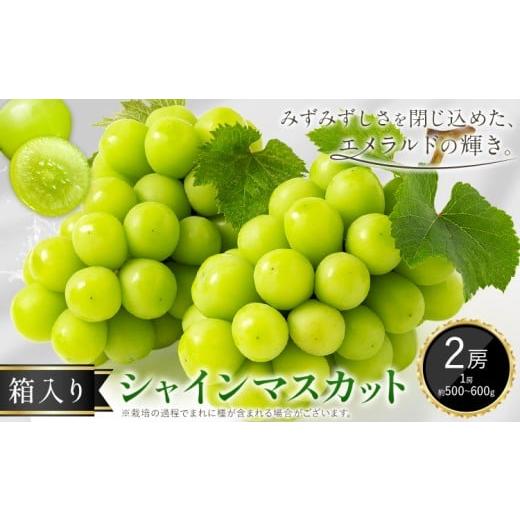 ふるさと納税 ぶどう マスカット 岡山県 矢掛町 シャインマスカット ぶどう マスカット 箱入り 2房 1房500g〜600g 中嶋ぶどう園[9月上旬-10月下旬頃出荷]岡…