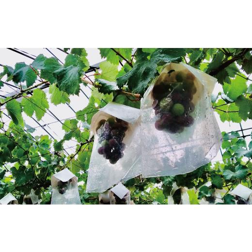ふるさと納税 ぶどう 巨峰 和歌山県 かつらぎ町 予約受付 ブラックオリンピア 約1kg(2〜3房) 2026年8月中に順次発送予定 巨峰に似たはちみつぶどうと呼ばれ…