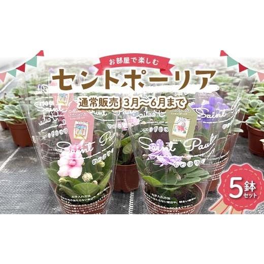 ふるさと納税 雑貨・日用品 花 岐阜県 坂祝町 お部屋で楽しむセントポーリア5鉢セット(通常販売 2026年3月〜6月まで) 花 はな 栽培 インテリア 岐阜県 坂祝…