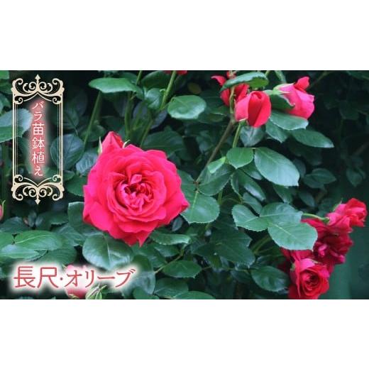 ふるさと納税 雑貨・日用品 苗木 山梨県 笛吹市 2026年3月から発送 バラ苗鉢植え「長尺・オリーブ」057-058