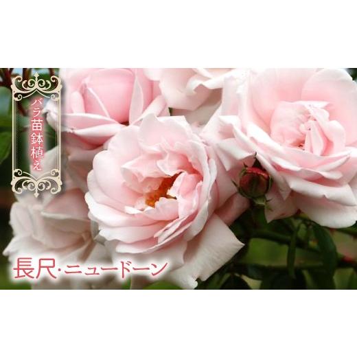 ふるさと納税 雑貨・日用品 苗木 山梨県 笛吹市 2026年3月から発送 バラ苗鉢植え「長尺・ニュードーン」057-059