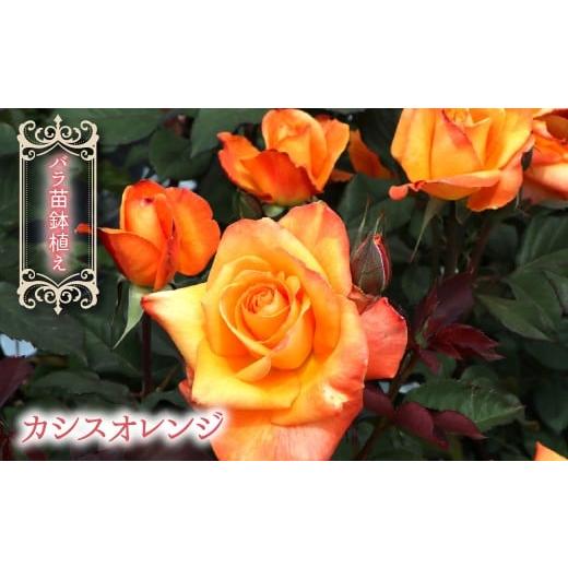 ふるさと納税 雑貨・日用品 苗木 山梨県 笛吹市 バラ苗鉢植え「カシスオレンジ」 057-056