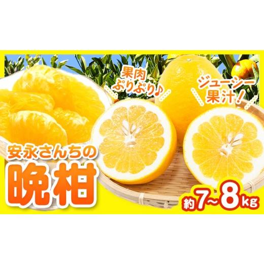 ふるさと納税 みかん・柑橘類 熊本県 荒尾市 先行予約 ばんかん 河内晩柑 約 7 〜 8kg 晩柑 みかん ばんかん フルーツ 柑橘 デザート [4月上旬-5月上旬頃出荷…
