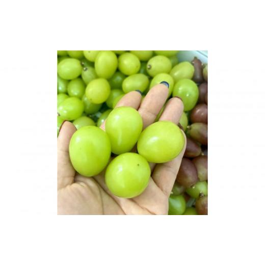 ふるさと納税 ぶどう マスカット 岡山県 岡山市 ぶどう 2026年 シャインマスカット 18粒 化粧箱 18粒 大粒厳選秀品 ギフト 贈答用 贈り物 農林大臣賞2回受賞 …