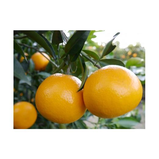 ふるさと納税 みかん・柑橘類 和歌山県 海南市 先行予約・2026年3月下旬発送開始予定 秀品 春峰 5kg L〜3Lサイズお任せ