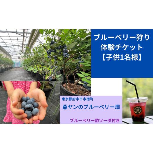 ふるさと納税 体験チケット 東京都 府中市 ブルーベリー狩り体験チケット 子供1名様