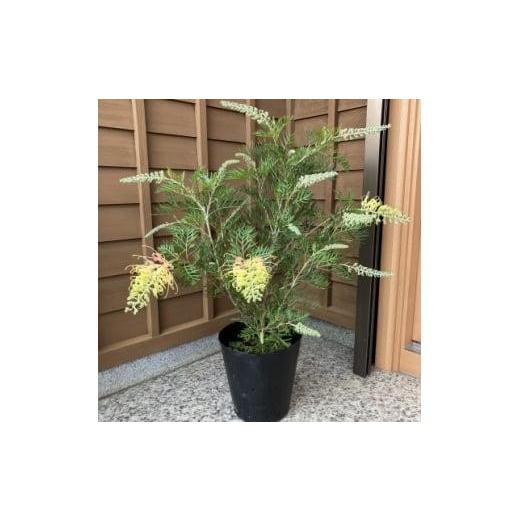 ふるさと納税 雑貨・日用品 苗木 三重県 鈴鹿市 グレビレア ピーチアンドクリーム 21cmポット