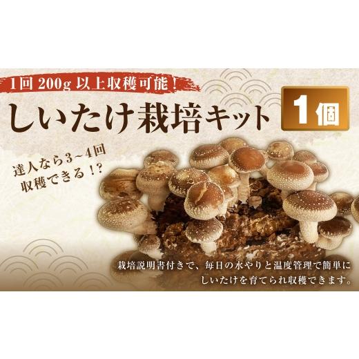 ふるさと納税 花・苗木 高知県 香美市 1回 200g 以上収穫可能 しいたけ栽培キット ( 菌床1個 ) 達人なら3〜4回ほど収穫 しいたけ きのこ キノコ シイタケ 椎…