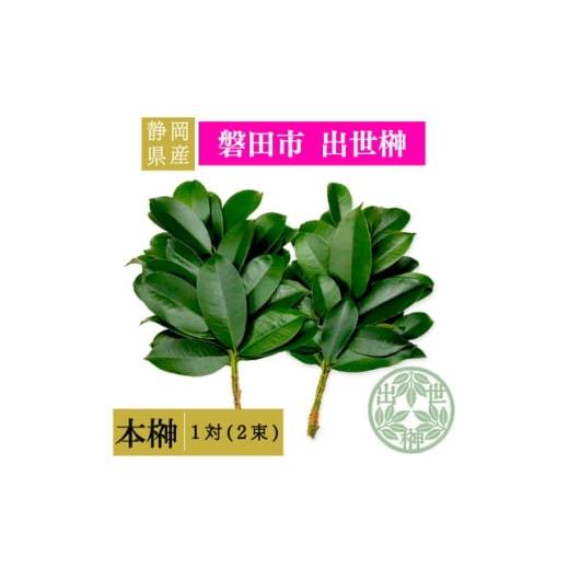 ふるさと納税 雑貨・日用品 静岡県 磐田市 静岡県産磐田市 出世榊 本榊 純国産 さかき1対(2束) 1日交換に間に合うように配送 1702553