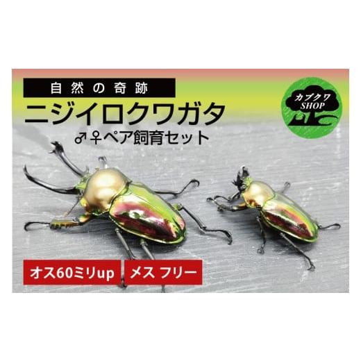ふるさと納税 生き物 茨城県 鹿嶋市 ニジイロクワガタ オスメス ペア飼育セット(オス:60ミリup / メス:フリー) クワガタ クワガタムシ 昆虫 虫 国産 飼育 …