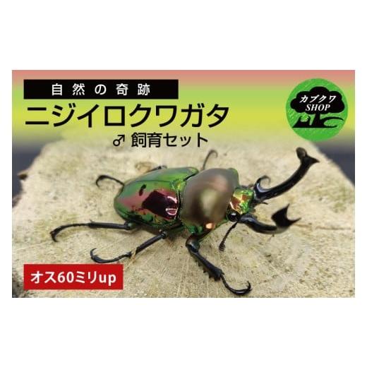 ふるさと納税 生き物 茨城県 鹿嶋市 ニジイロクワガタ オス飼育セット(60ミリ♂のみ) クワガタ クワガタムシ 昆虫 虫 国産 飼育 セット 夏休み 自由研究 鹿…
