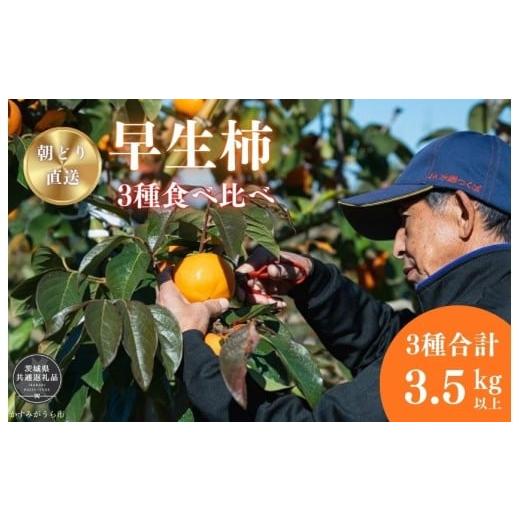 ふるさと納税 果物類 柿 茨城県 利根町 早秋柿・太雅柿・太秋柿 早生柿3種食べ比べセット(茨城県共通返礼品・かすみがうら市産) / 柿 カキ かき 早秋柿 太…