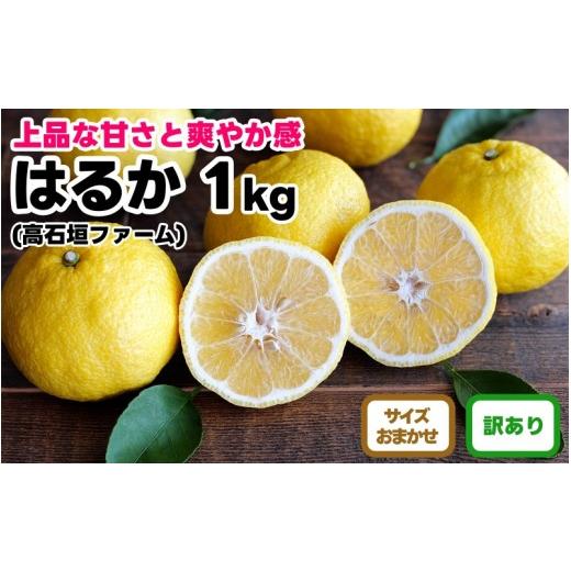 ふるさと納税 みかん・柑橘類 和歌山県 有田川町 訳あり はるか 1kg M〜2Lサイズおまかせ 高石垣ファーム