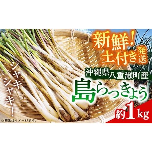 ふるさと納税 野菜類 沖縄県 八重瀬町 新地農園 沖縄県産 島らっきょう 約1kg - 生らっきょう 国産 塩漬け 浅漬け 甘酢漬け 漬物 天ぷら チャンプルー 土付き …