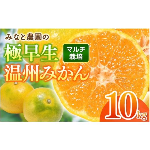 ふるさと納税 果物類 みかん 三重県 熊野市 数量限定 みなと農園の極早生温州みかん 約10kg 2S〜Lサイズ混合 マルチ栽培 2026年10月上旬頃〜順次発送 みかん …