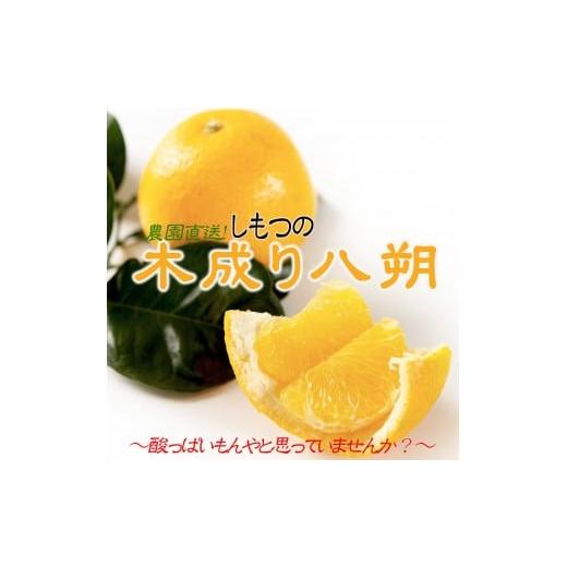 ふるさと納税 みかん・柑橘類 和歌山県 海南市 訳あり はっさく 八朔 ハッサク わけあり 10kg|海南市産 まごころ産直みかん 木成り 完熟はっさく 柑橘 みかん…