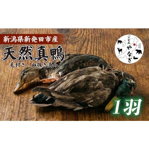ふるさと納税 鴨肉 新潟県 新発田市 血抜き済み 天然真鴨 羽付き 1羽 鴨肉 かも料理 鴨 カモ 真鴨 かも 天然 猟師 国産 ジビエ 鶏肉 もも肉 ささみ 手羽 胸肉…