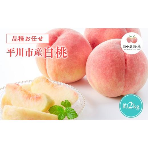 ふるさと納税 もも 青森県 平川市 8月〜9月発送予定 品種お任せ 平川市産 白桃 約2kg (5-6玉) 青森県 平川市 田中農園 フルーツ 果物 桃 もも モモ 白桃 ピ…