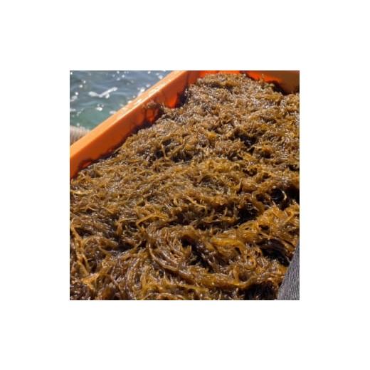 ふるさと納税 のり・海藻 沖縄県 伊平屋村 海産物きむらや 伊平屋島産の味付もずく4P(60g×3個)&amp;生もずく270g×4袋 1716359