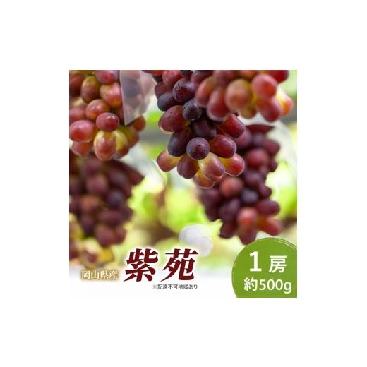 ふるさと納税 果物類 ぶどう 岡山県 玉野市 岡山県産 紫苑 1房(約500g) 果物 フルーツ ぶどう ブドウ 葡萄 国産