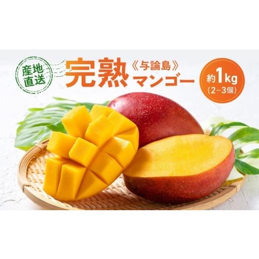 ふるさと納税 マンゴー 鹿児島県 与論町 「2026夏発送」 厳選 完熟 与論島マンゴー 1kg(2〜3個) 数量限定 産地直送 先行予約