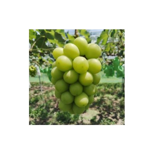 ふるさと納税 ぶどう 岡山県 津山市 先行予約 岡山産 完熟シャインマスカット 2房 1キロ以上 1712293