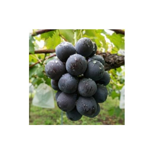 ふるさと納税 ぶどう 岡山県 津山市 先行予約 岡山産 完熟ピオーネ 4〜5房 2キロ以上 1712303