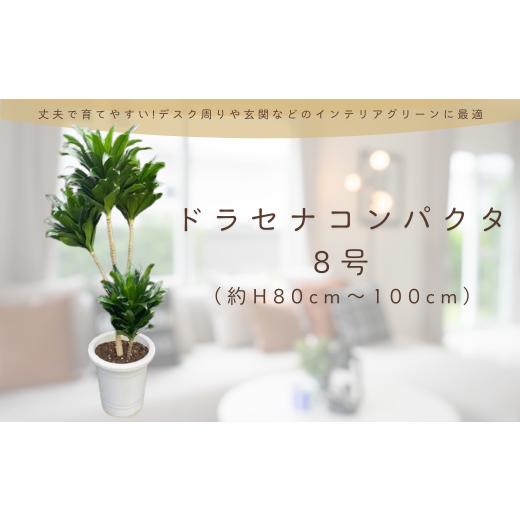ふるさと納税 雑貨・日用品 苗木 神奈川県 秦野市 観葉植物 ドラセナコンパクタ8号(約H80cm〜100cm) / 秦野 神奈川 インテリア オシャレ 室内 室外 南国感 …