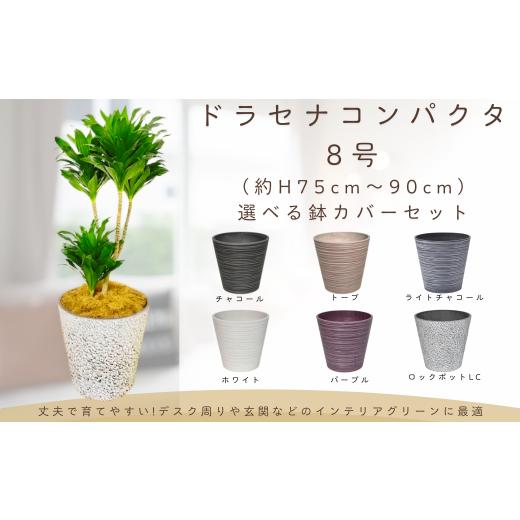 ふるさと納税 雑貨・日用品 苗木 神奈川県 秦野市 観葉植物 ドラセナコンパクタ8号(約H75cm〜90cm)鉢カバーセット / 秦野 神奈川 インテリア オシャレ 室内…
