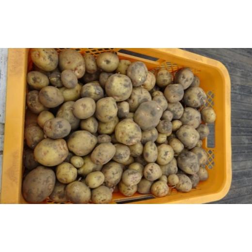 ふるさと納税 野菜類 じゃがいも 千葉県 九十九里町 まなびファーム 令和8年産じゃがいも2.2kg 野菜 根菜 国産 新じゃがいも ジャガイモ きたあかり 新じゃが …