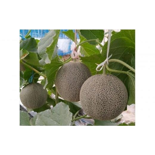 ふるさと納税 メロン メロン青肉 鳥取県 北栄町 タカミメロン 2玉(2.5kg前後) 1箱 2026年7月上旬〜中旬配送