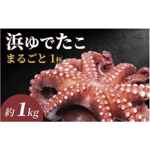 ふるさと納税 タコ 福井県 南越前町 先行予約 浜ゆで 南越前町産 真蛸 約1.0kg 2026年5月中旬ごろ順次発送 | 真蛸 生 タコ お刺身 海鮮BBQ 海鮮バーベキュ…