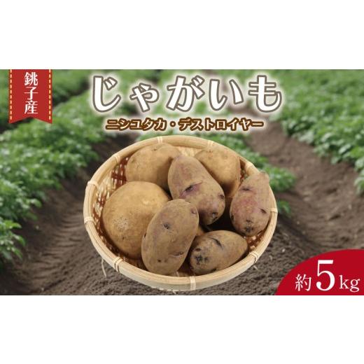 ふるさと納税 野菜類 じゃがいも 千葉県 銚子市 先行予約 じゃがいも 約5kg ニシユタカ デストロイヤー 2種 食べ比べ 芋 イモ サイズ不揃い 期間限定 国産 銚…