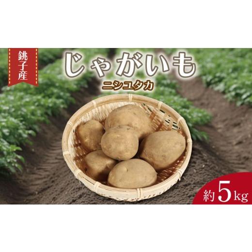ふるさと納税 野菜類 じゃがいも 千葉県 銚子市 先行予約 じゃがいも 約5kg ニシユタカ 芋 イモ サイズ不揃い 期間限定 国産 銚子産 産地直送 野菜 新鮮 美味…