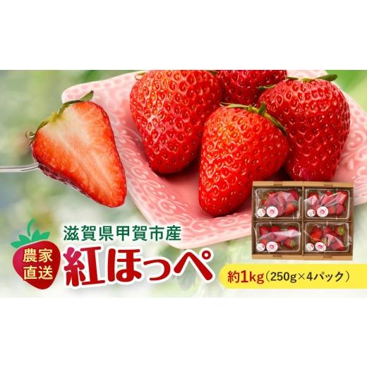 ふるさと納税 いちご 滋賀県 甲賀市 いちご 紅ほっぺ 約1kg(250g×4パック)