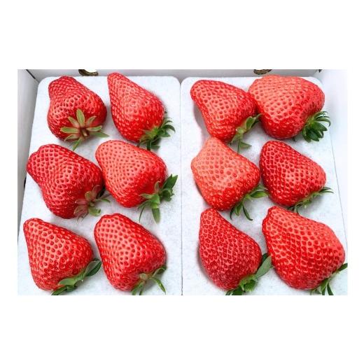 ふるさと納税 いちご 滋賀県 甲賀市 いちご 紅ほっぺ 特大いちご約600g(1箱)