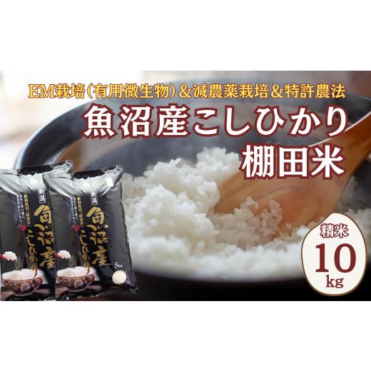 ふるさと納税 米 コシヒカリ 新潟県 小千谷市 令和8年産 先行予約 農家直送の棚田米 魚沼産コシヒカリ 精米 合計10kg(5kg×2袋) 佐藤農場 |新潟県産 コシヒカ…