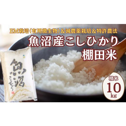 ふるさと納税 米 コシヒカリ 新潟県 小千谷市 令和8年産 先行予約 農家直送の棚田米 魚沼産コシヒカリ 精米 合計10kg(10kg×1袋) 佐藤農場 |新潟県産 コシヒ…
